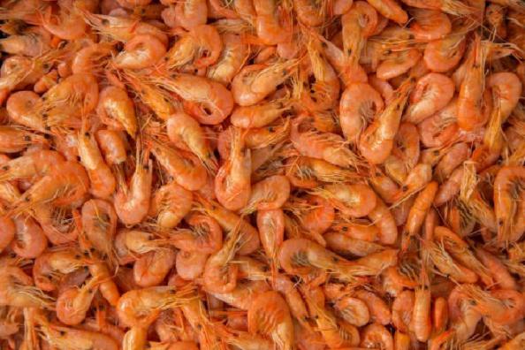 Organic dried Jinga shrimp Prices