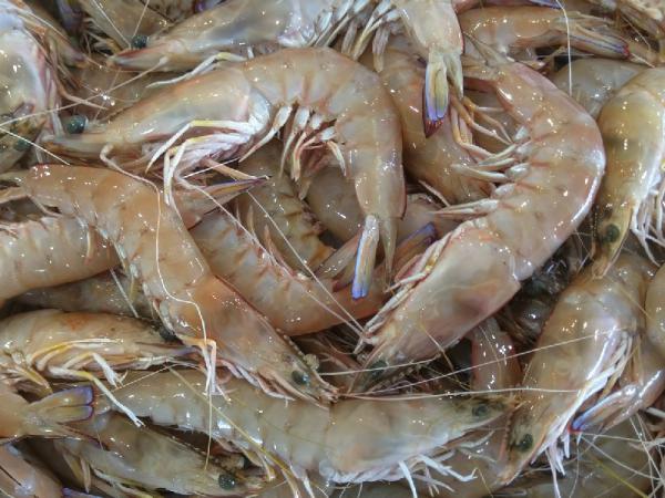 Unique dried Jinga shrimp suppliers
