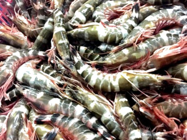 Wholesale dried Jinga shrimp Prices for Imports