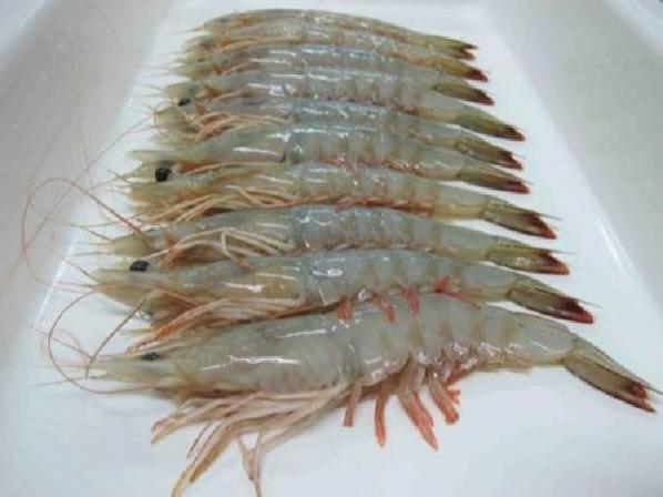 dried Jinga shrimp Price per ton price for Traders