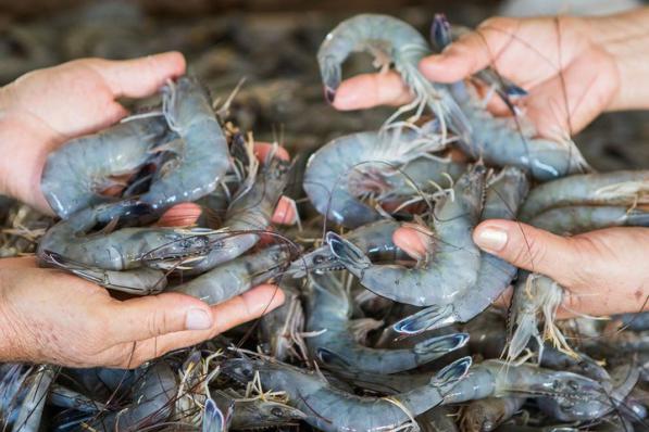 Best Quality dried Jinga shrimp Worldwide