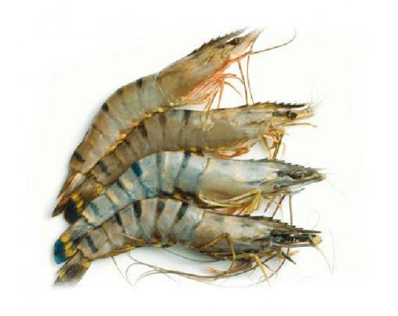 Leading dried Jinga shrimp value trades