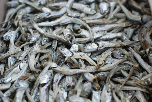 dried anchovy wholesale prices for exporting