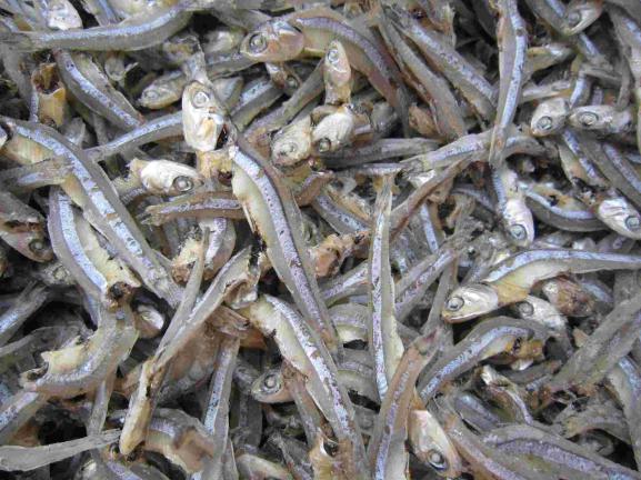 Best Quality dried anchovy in Bulk