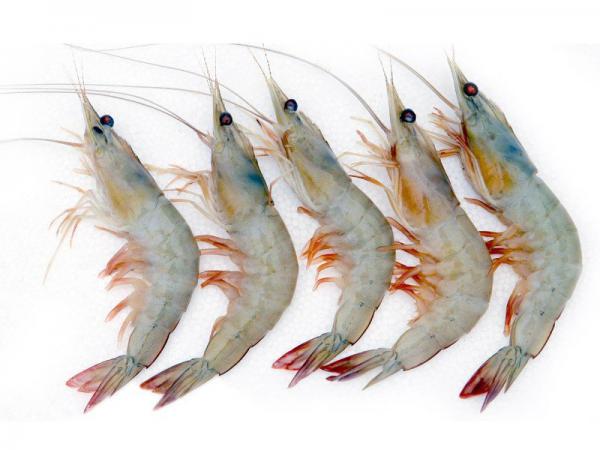Best dried Jinga shrimp imports