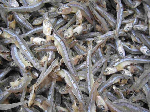 Check out all types of dried anchovy best quality