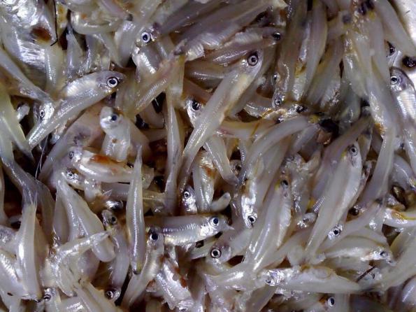 Best Quality dried anchovy Worldwide