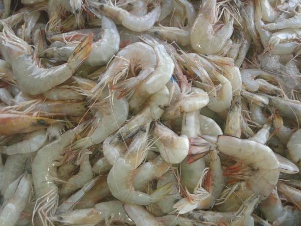 Diverse rare quality dried Jinga shrimp manufacture