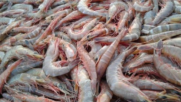 Top dried Jinga shrimp Exporters